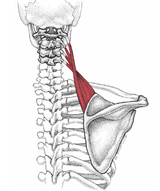 自然是肩,颈的连接者—肩胛提肌