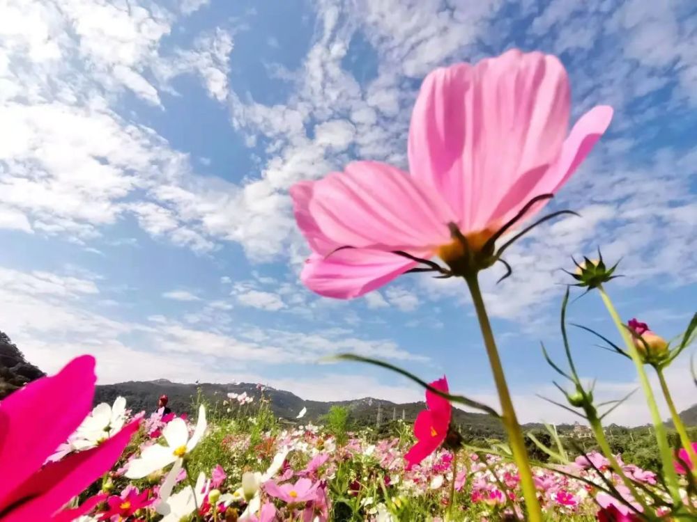 绝美格桑花,大花百日草……厦门这些地方花海盛放,千万别错过