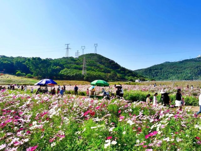 绝美格桑花,大花百日草……厦门这些地方花海盛放,千万别错过