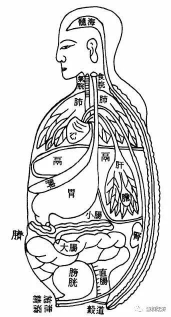 在几千年前的黄帝时代,先贤们就很清楚的了解人体内脏的大小,容量