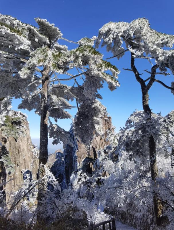 黄山风景区现大面积雾凇银装素裹秒变童话世界