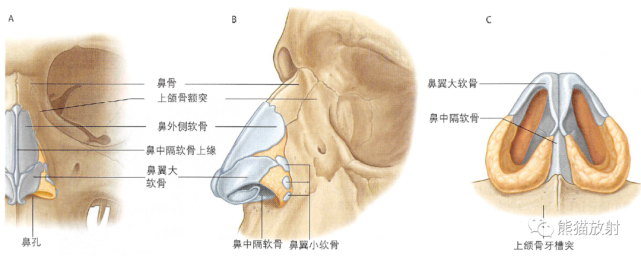 解剖丨鼻鼻腔和鼻旁窦