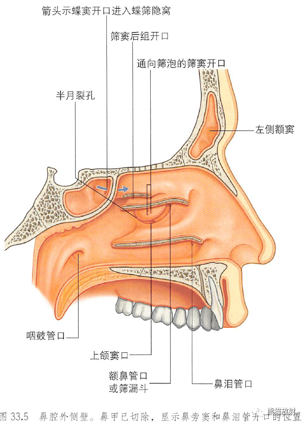 解剖丨鼻鼻腔和鼻旁窦