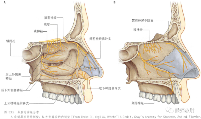 解剖丨鼻,鼻腔和鼻旁窦