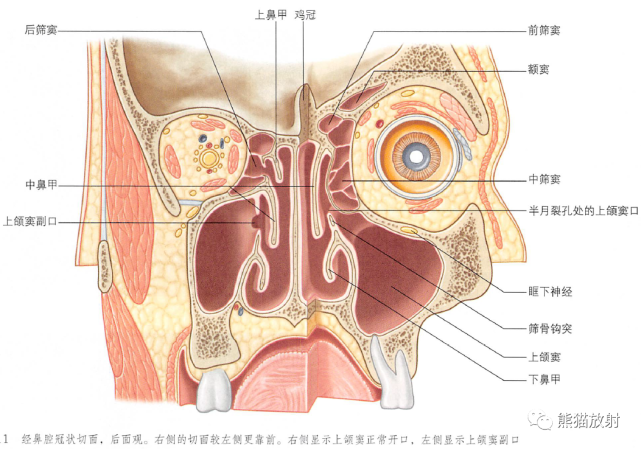 解剖丨鼻,鼻腔和鼻旁窦