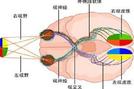 什么是偏盲