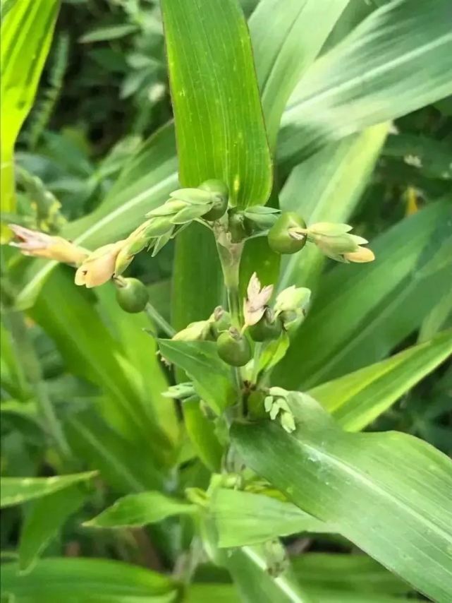 三味民间草药:鸢尾根茎,薏苡仁根,刘寄奴