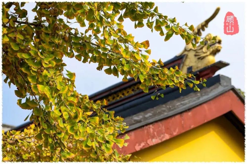 顾山香山寺的银杏黄了