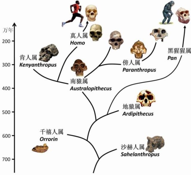 猴子进化到人的过程中,为什么那么同步?