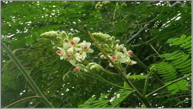 我们查了一下资料,这种草药叫做南蛇簕,又叫南蛇竻,莲子簕,蚺蛇 