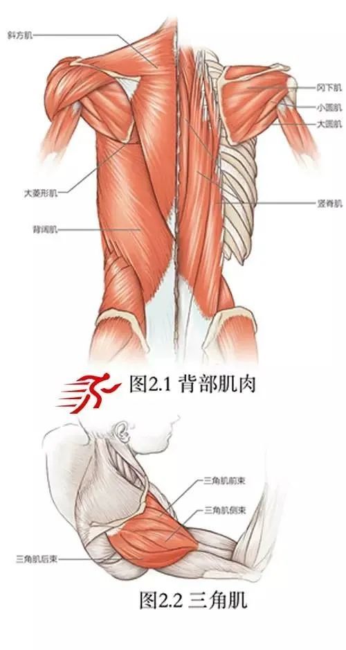 肩关节的解剖学基础和系统拉伸教程|肩关节|肌肉