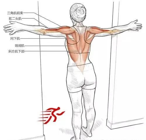 1)包括冈下肌,背阔肌,肩胛提肌,菱形肌,冈下肌,冈上肌,大圆肌,小圆肌