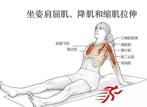 肩关节的解剖学基础和系统拉伸教程