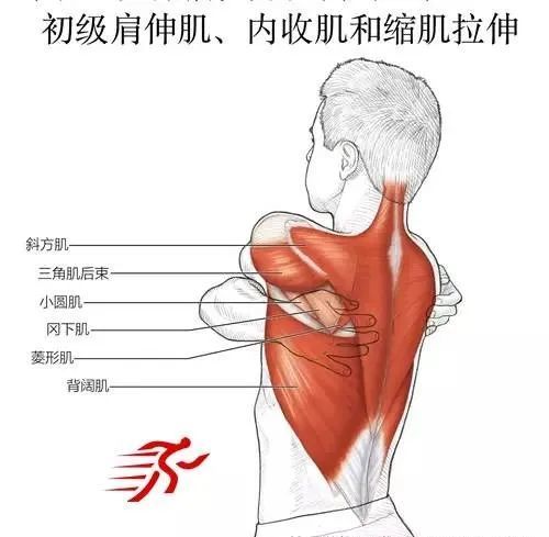 变化动作头顶肩内收肌,伸肌和提肌拉伸将手臂抬到肩膀上方能更有效地