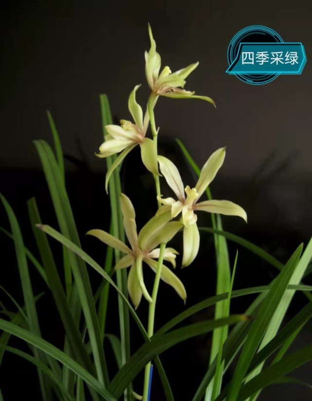 上文我们说到兰花的瓣型,包括荷瓣,梅瓣,水仙
