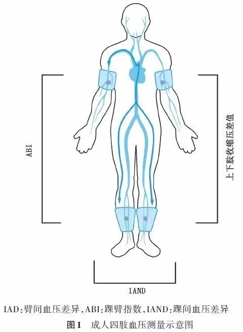 下肢血压怎么测?很多村医都不知道