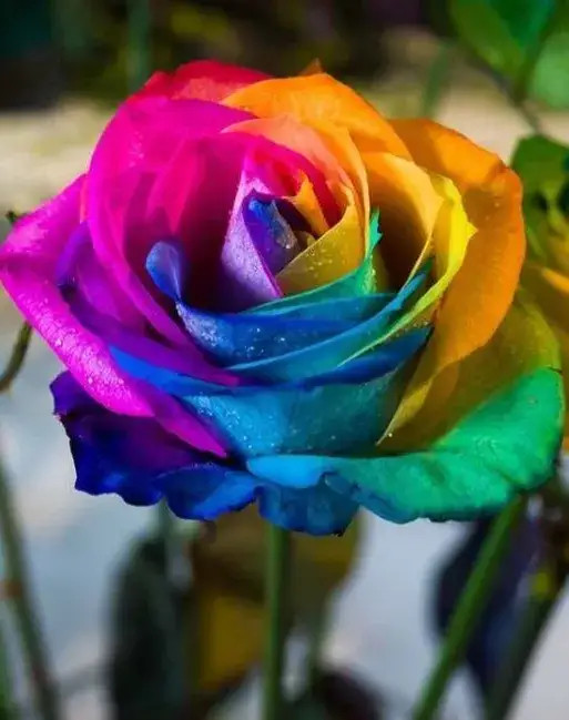 图片分享彩虹玫瑰花