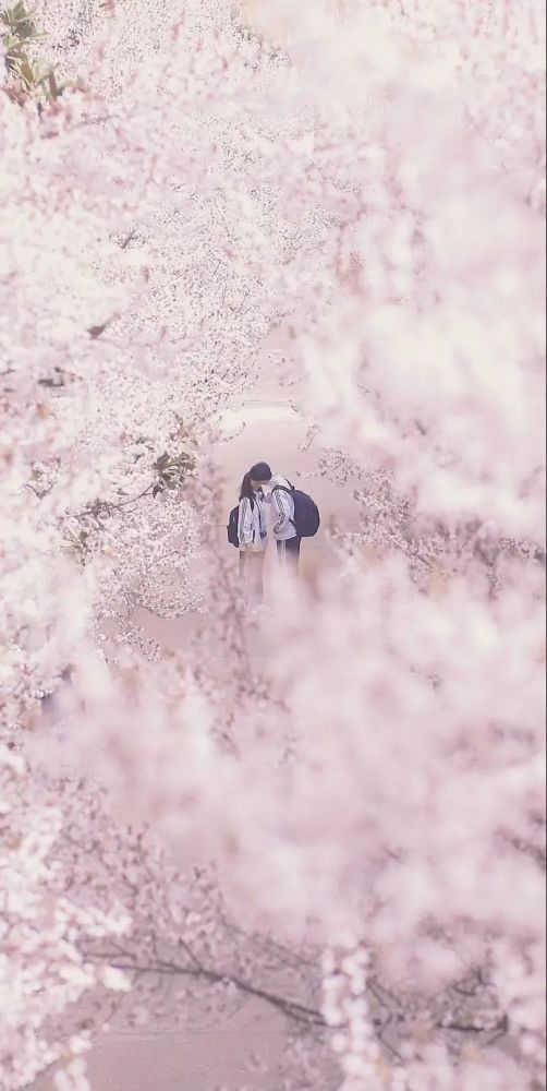 【壁纸】脱单 桃花运