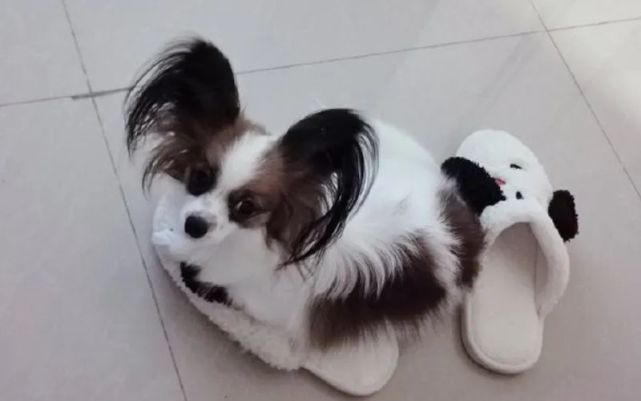 蝴蝶犬为什么养的人少?