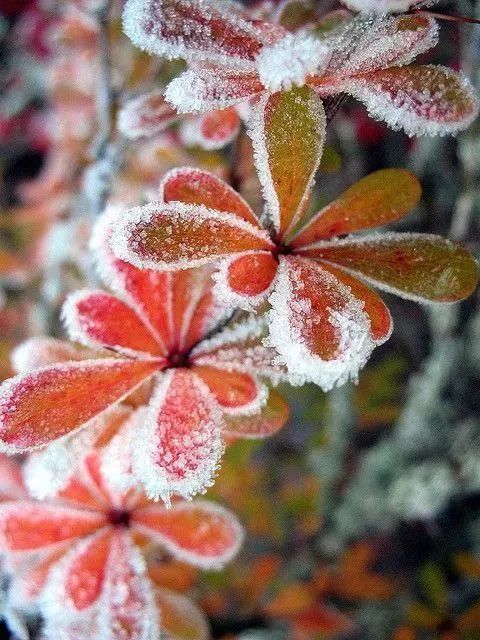 美丽动人雪中花,惊艳!