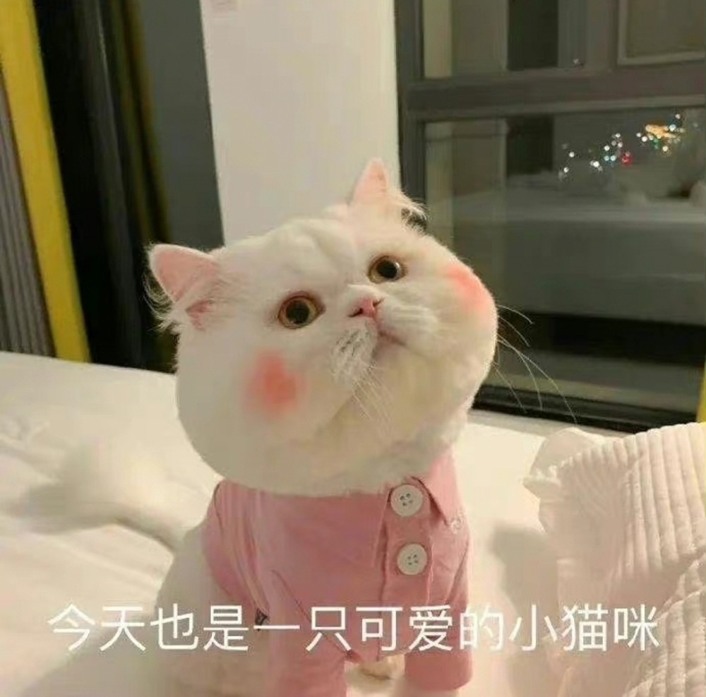 馋猫表情包咸猫手