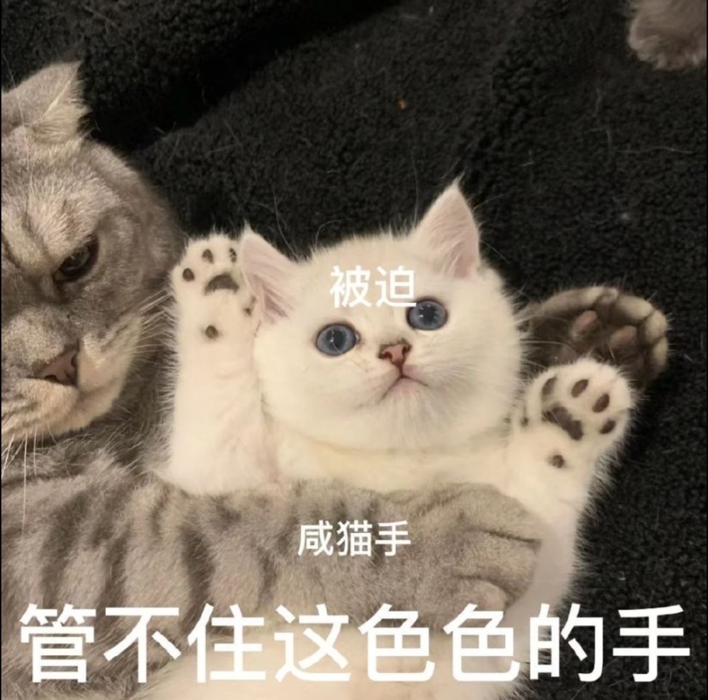 馋猫表情包咸猫手