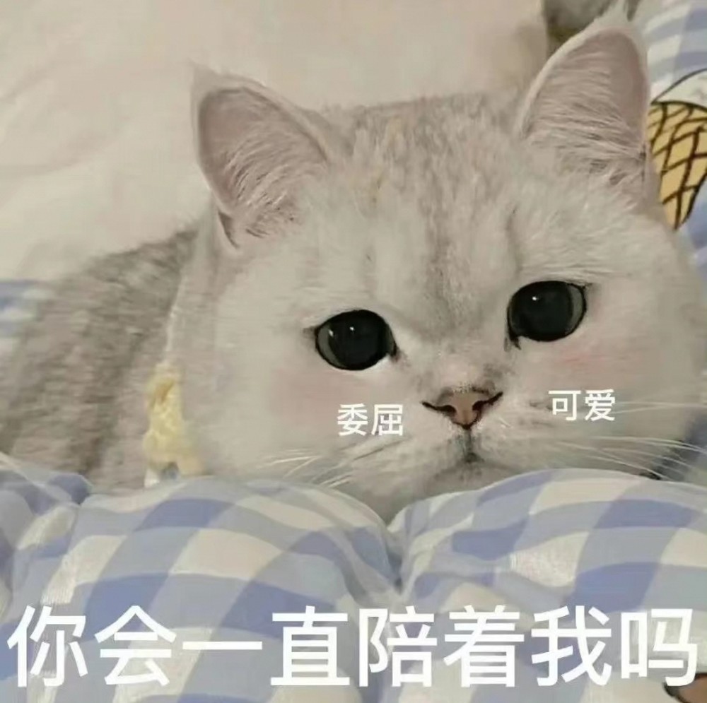 馋猫表情包咸猫手