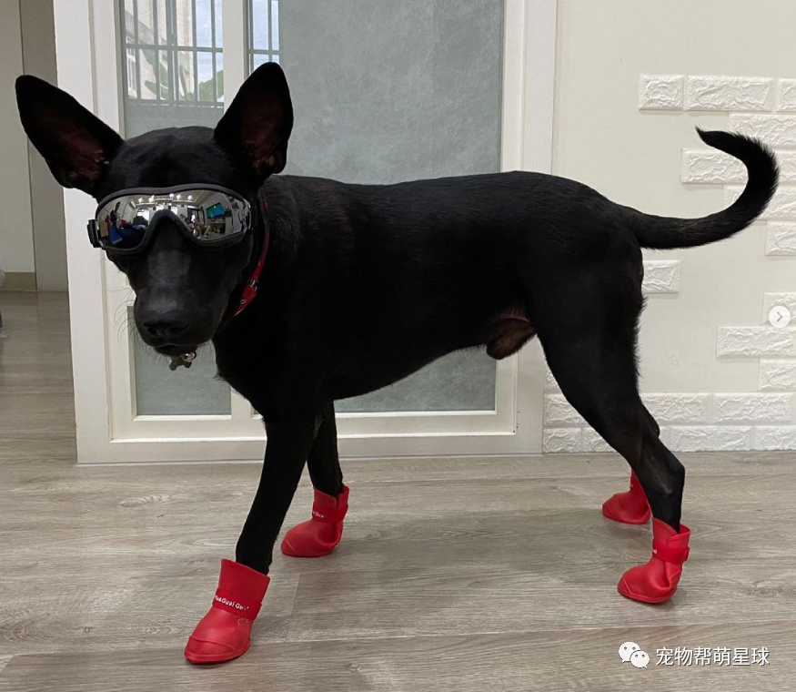 虽然ollie不知道自己的狗生将面临什么,但还是配合铲屎官穿上了.鞋子?