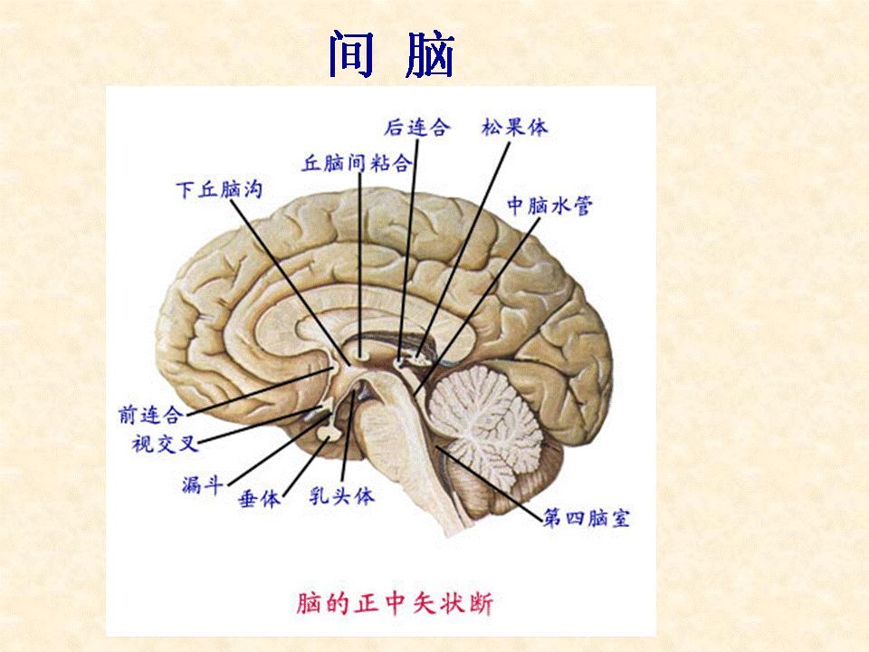 脑神经核与12对脑神经对应,与脑干相连的脑神经有10对,所以在脑干深