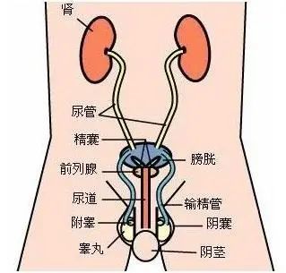 中山大学附属第三医院泌尿外科副主任医师狄金明曾在接受采访时表示