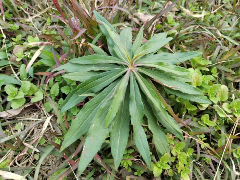 根据市民提供的加拿大一枝黄花出现的地点,昨日记者随同市林业局森防