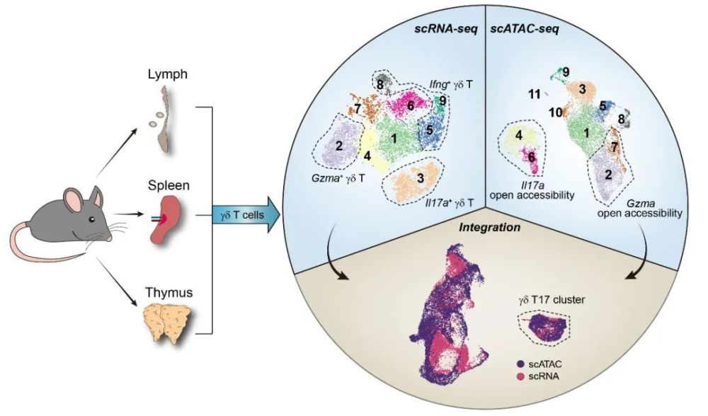 t细胞领域的研究提供了单细胞转录组和单细胞染色质可及性分析资源库