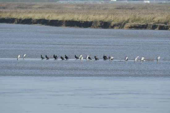 郑州黄河湿地迎来"观鸟季" 多种珍稀鸟类在此落脚