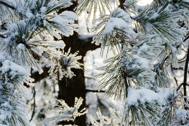 世界著名的庭园观赏树种之一——雪松