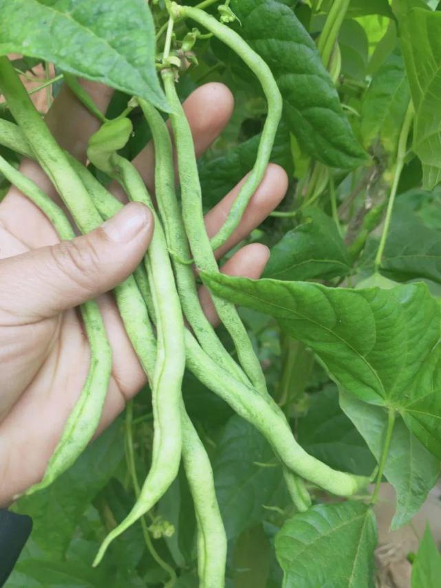三,秋季豆角锈病的防治措施