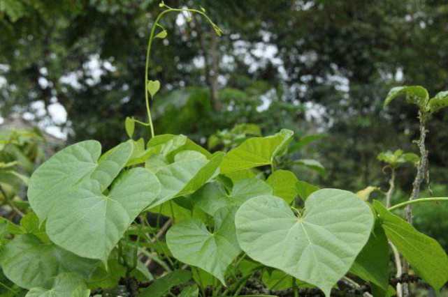 金果榄——植物非试管高效快繁技术快繁金果榄