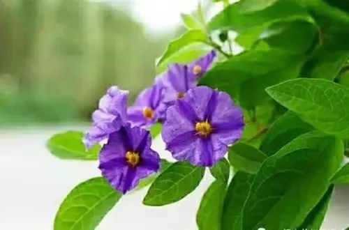 蓝花茄怎么养护?注意这些养护方法,可以全年开花不断!