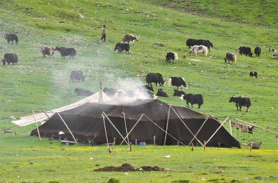 在藏北牧区,黑帐篷与游牧民族的生产生活关系最为密切,并在一定程度上