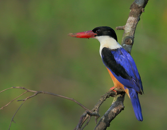 蓝翡翠(halcyon pileata)体长26-31公分,头顶黑色,喙粗壮鲜红,下喙略