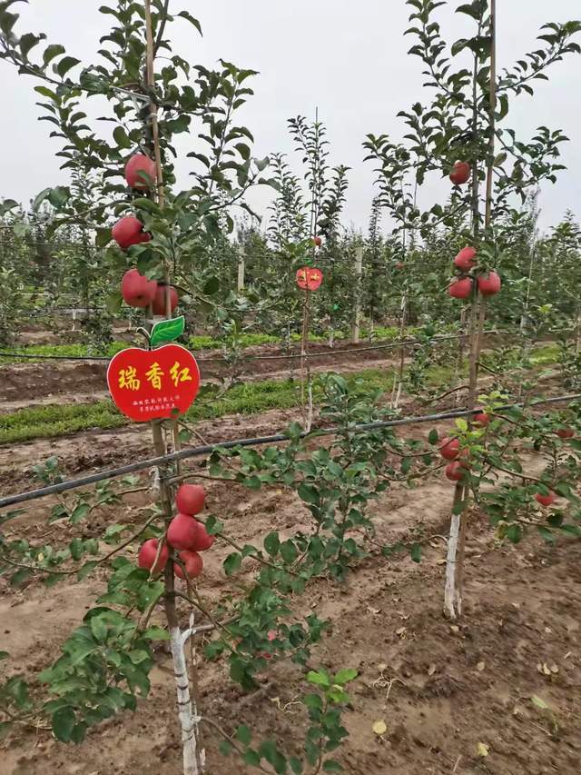 6个苹果新品种被热炒,价格一个比一个高,是"金子"还是