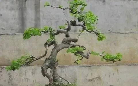 5,小叶黄杨