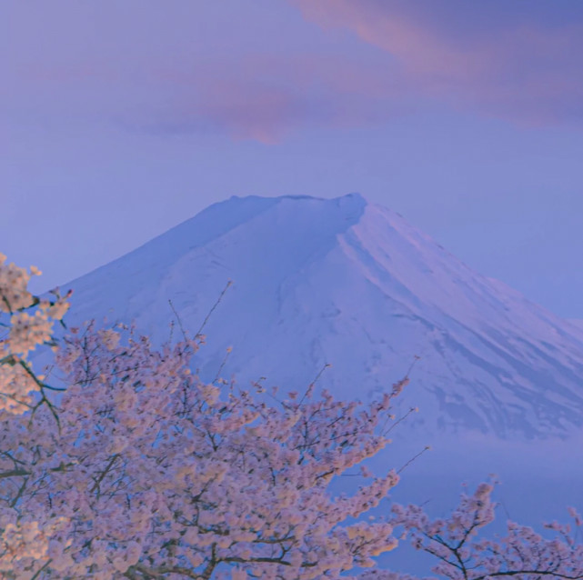 樱花与富士山背景图