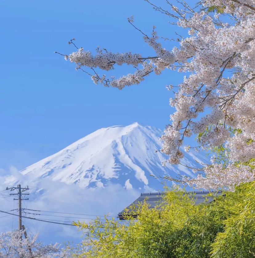 分享一波富士山与樱花的背景图,可以搭配日系头像用,把美景分享给朋友