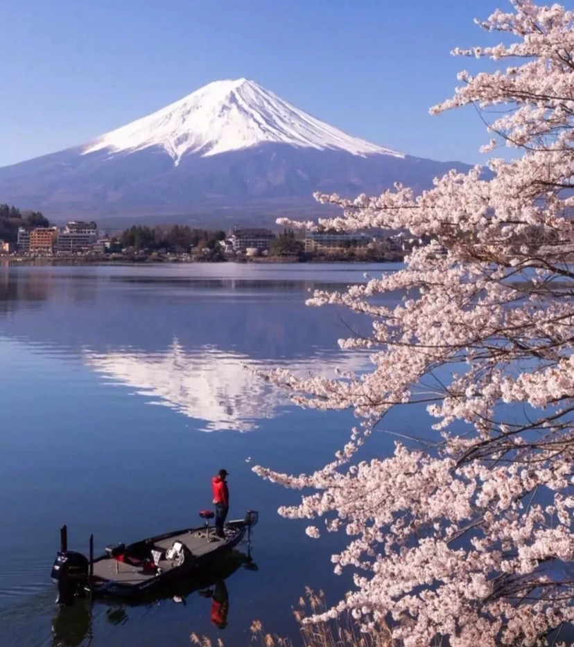 樱花与富士山背景图