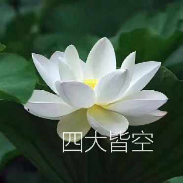 duck混入家长群必备头像