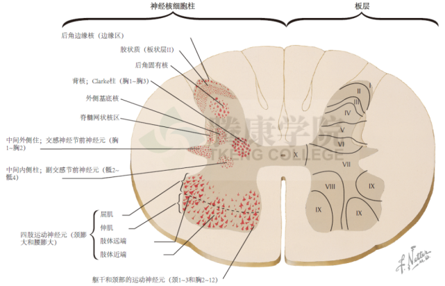 神经解剖学|脊髓灰质的细胞构筑