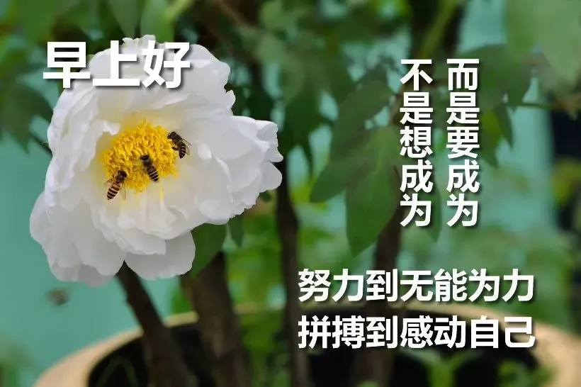 11月19日群发清晨早上好问候祝福动态表情图片早安问候语及暖心的话