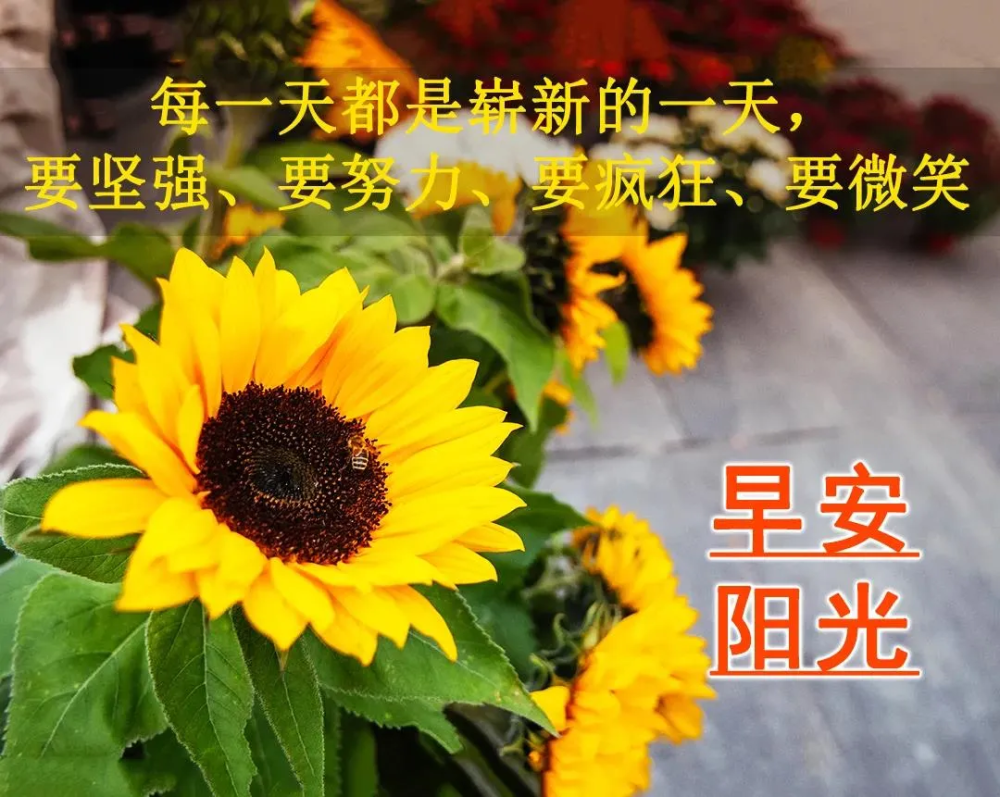 最新漂亮早上好问候动态图带字最美早安问候祝福语图片带字温馨