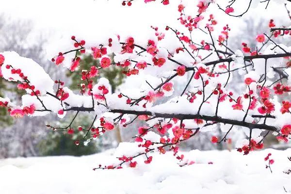 朗诵:踏雪寻梅,相约最美冬天