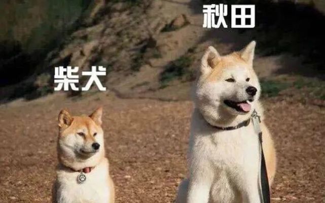 秋田犬和柴犬哪个好?
